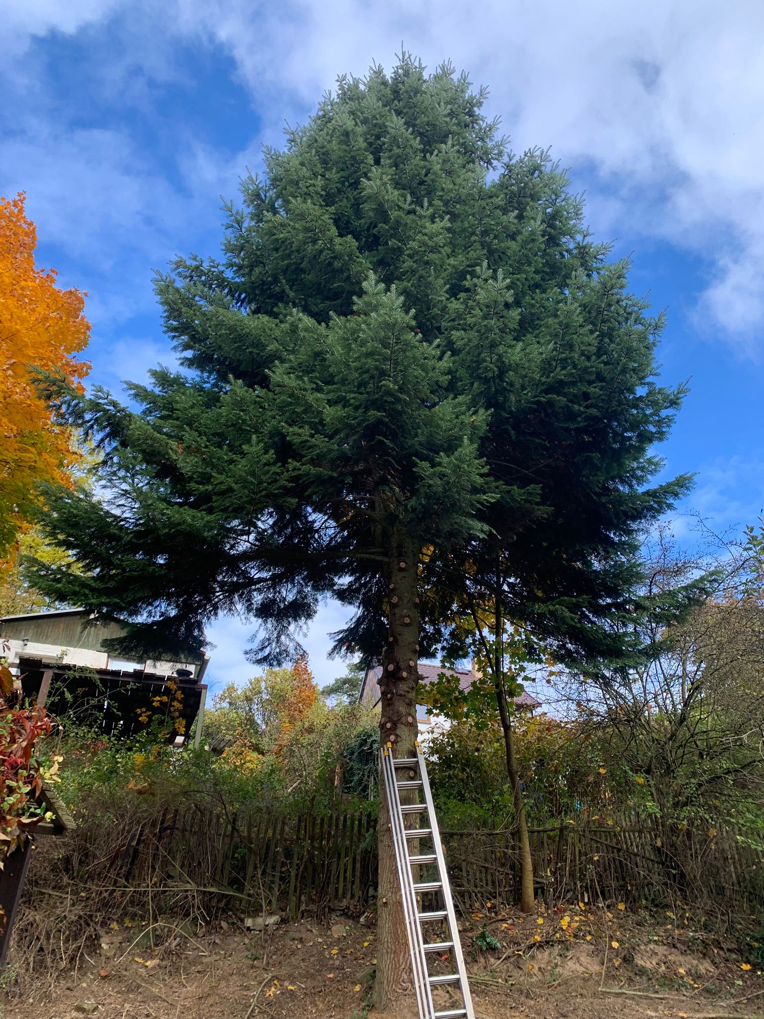 Údržba zeleně, ořez stromů a úprava prostoru kolem stromu