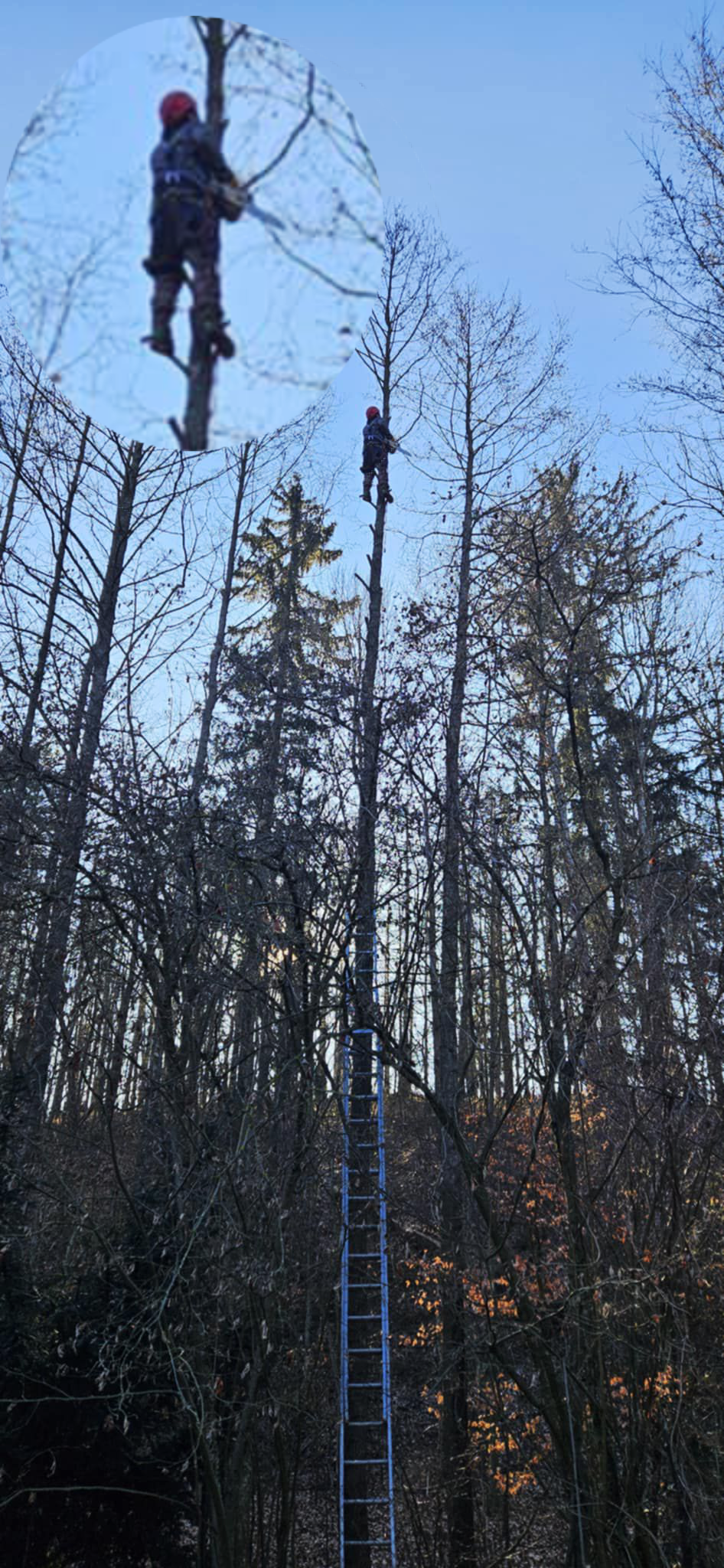 Rizikové kácení vysokého stromu ve stísněném prostoru